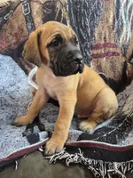 Wrangell, a male English Mastiff for sale in Melrose, WI – Photo 1 of 3