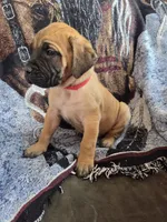 Wrangell, a male English Mastiff for sale in Melrose, WI – Photo 3 of 3