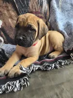 Wrangell, a male English Mastiff for sale in Melrose, WI – Photo 2 of 3