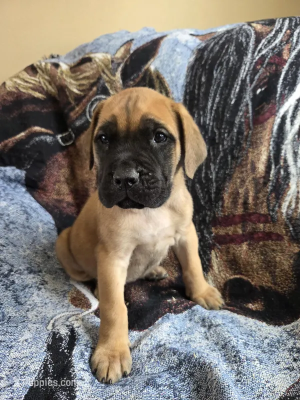 Kenai – English Mastiff puppy for sale in Melrose, WI