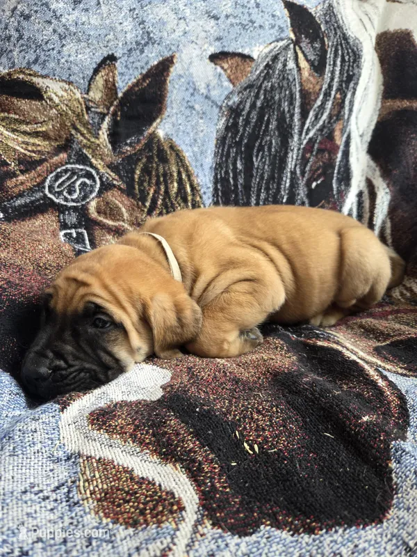 Denali – English Mastiff puppy for sale in Melrose, WI