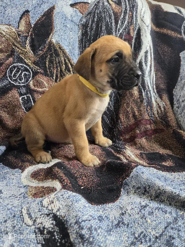 Katmai – English Mastiff puppy for sale in Melrose, WI