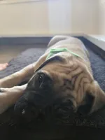 Tongass, a male English Mastiff for sale in Melrose, WI – Photo 2 of 2