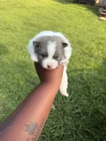 Bear, a male Pomeranian for sale in Elberton, GA – 2 of 3