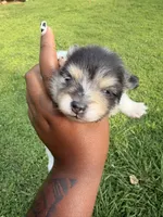 Leo, a male Pomeranian for sale in Elberton, GA – 2 of 3