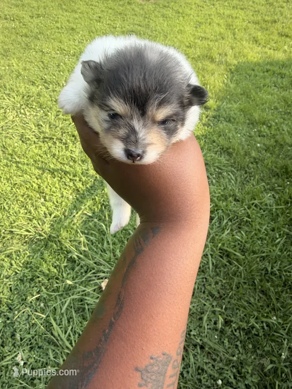 Leo – Pomeranian puppy for sale in Elberton, GA