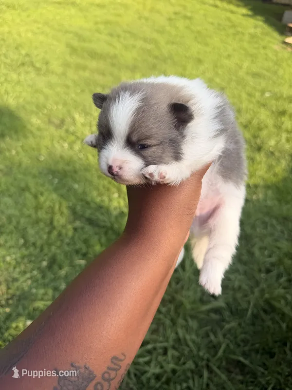 Bear – Pomeranian puppy for sale in Elberton, GA