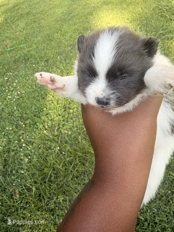 Ziggy – Pomeranian puppy for sale in Elberton, GA