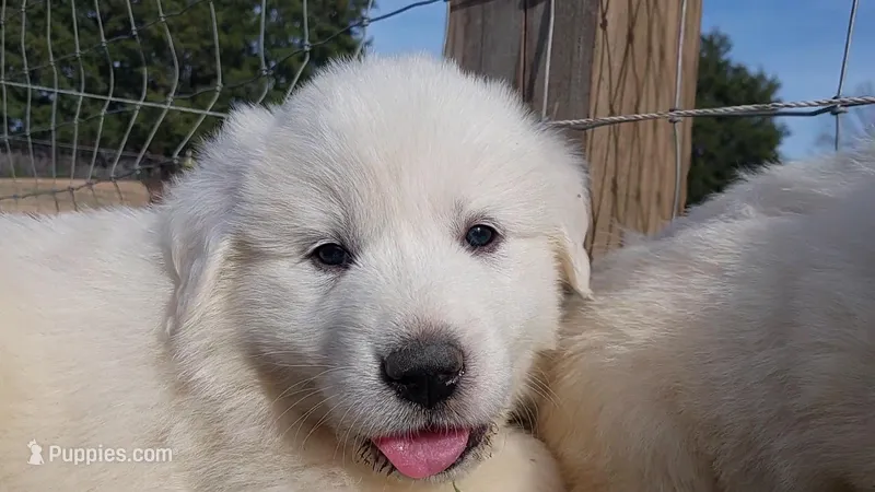 Darla – Great Pyrenees puppy for sale in Bee Spring, KY