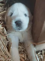 Darla, a female Great Pyrenees for sale in Bee Spring, KY – Photo 4 of 4