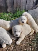 Darla, a female Great Pyrenees for sale in Bee Spring, KY – Photo 2 of 4
