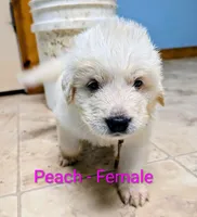 Peach, a female Great Pyrenees for sale in Moscow Mills, MO – 2 of 2