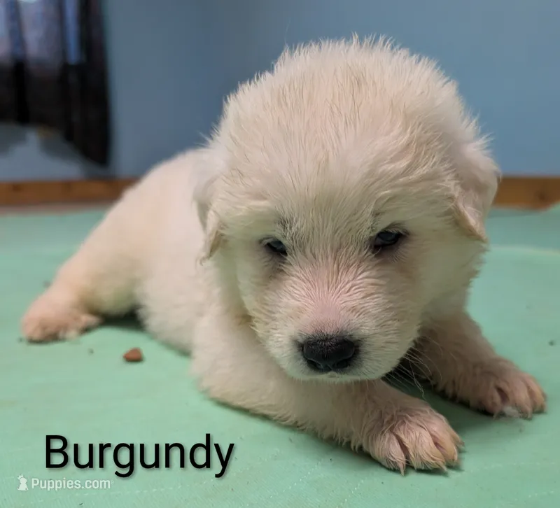 Burgundy – Great Pyrenees puppy for sale in Moscow Mills, MO