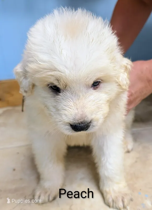 Peach – Great Pyrenees puppy for sale in Moscow Mills, MO