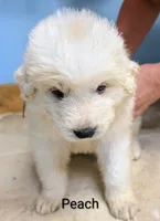 Peach, a female Great Pyrenees for sale in Moscow Mills, MO – 1 of 2