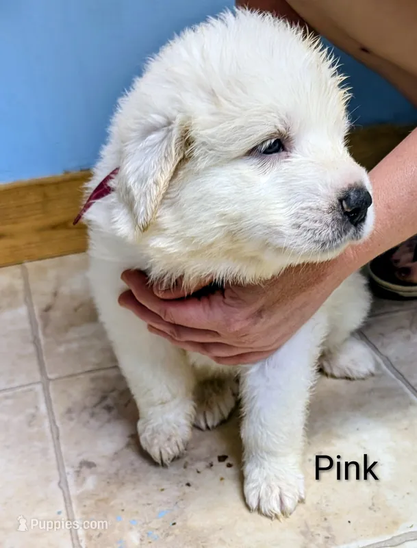 Pink  – Great Pyrenees puppy for sale in Moscow Mills, MO