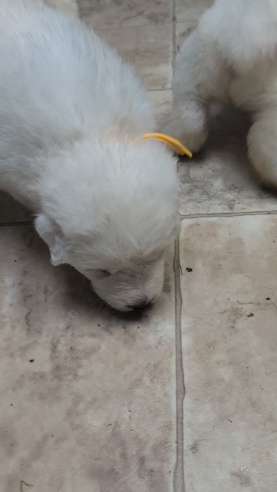 Yellow, a male Great Pyrenees for sale in Moscow Mills, MO – 2 of 2