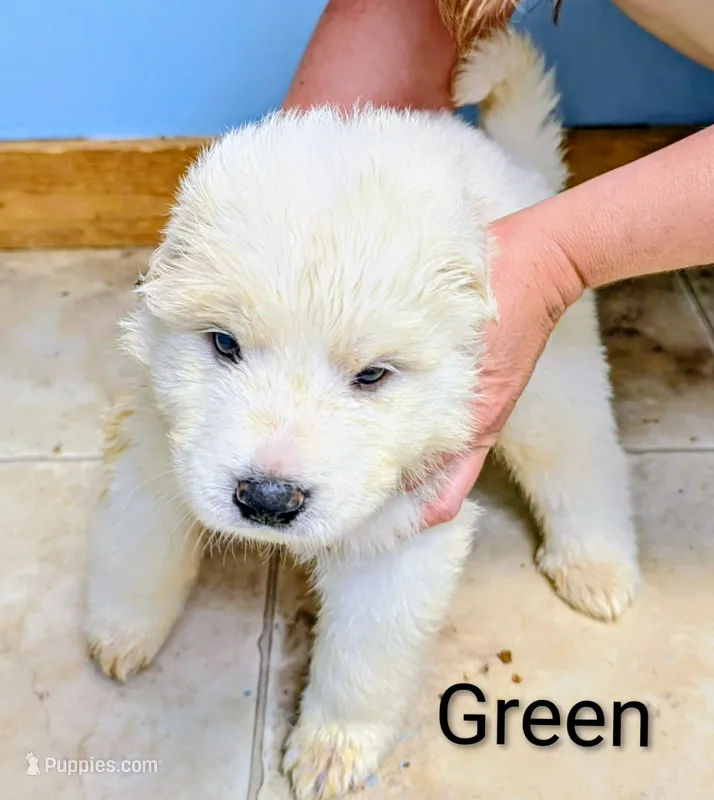 Green – Great Pyrenees puppy for sale in Moscow Mills, MO