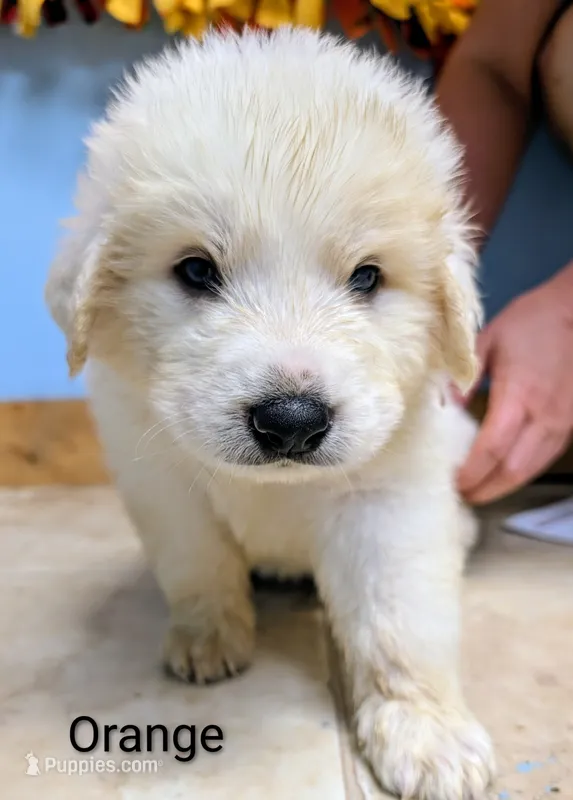 Orange – Great Pyrenees puppy for sale in Moscow Mills, MO