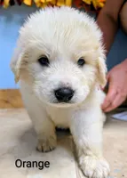 Orange, a male Great Pyrenees for sale in Moscow Mills, MO – 1 of 1