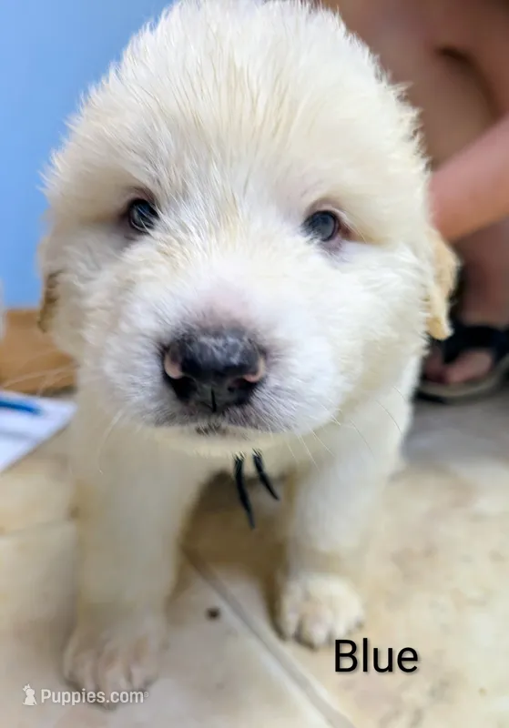 Blue – Great Pyrenees puppy for sale in Moscow Mills, MO