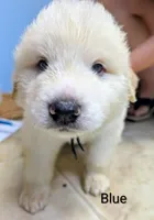 Blue, a male Great Pyrenees for sale in Moscow Mills, MO – 1 of 1