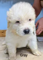 Gray, a male Great Pyrenees for sale in Moscow Mills, MO – 1 of 1
