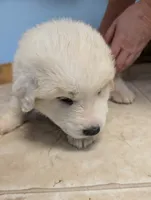 Burgundy, a female Great Pyrenees for sale in Moscow Mills, MO – 2 of 2