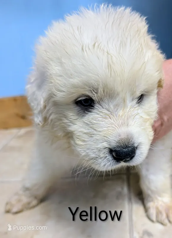 Yellow – Great Pyrenees puppy for sale in Moscow Mills, MO
