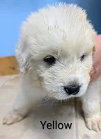 Yellow, a male Great Pyrenees for sale in Moscow Mills, MO – 1 of 2