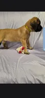 Yellow collar female light apricot, a female English Mastiff for sale in Floral City, FL – 4 of 6
