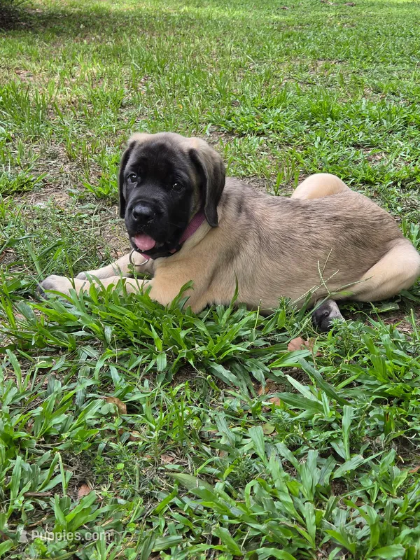 Pink collar female fawn – English Mastiff puppy for sale in Floral City, FL