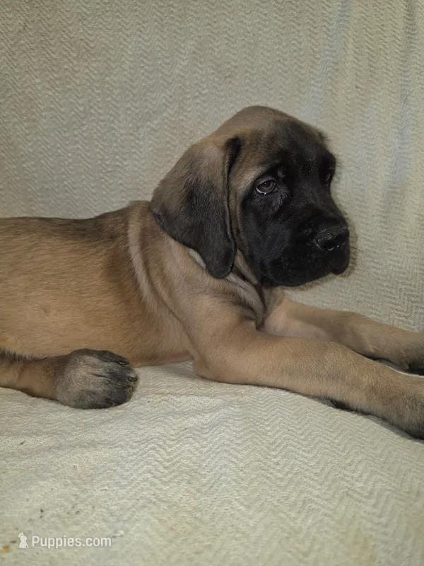 No collar female fawn – English Mastiff puppy for sale in Floral City, FL