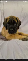 Yellow collar female light apricot, a female English Mastiff for sale in Floral City, FL – 2 of 6