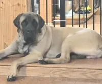 Pink collar female fawn, a female English Mastiff for sale in Floral City, FL – 2 of 4