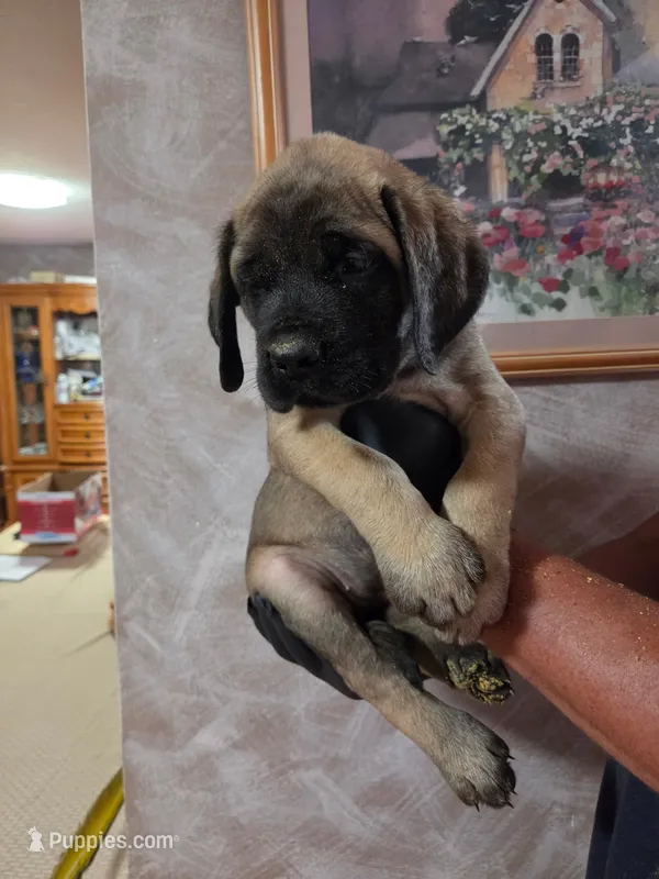 Light green female fawn – English Mastiff puppy for sale in Floral City, FL