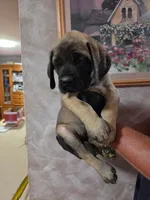 Light green female fawn, a female English Mastiff for sale in Floral City, FL – 1 of 4