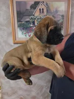 Red collar male apricot, a male English Mastiff for sale in Floral City, FL – 3 of 4