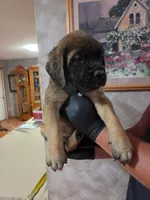 Orange collar female apricot, a female English Mastiff for sale in Floral City, FL – 2 of 4