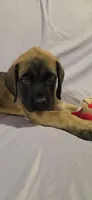 Light green collar female fawn, a female English Mastiff for sale in Floral City, FL – 2 of 6