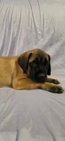 Yellow collar female light apricot, a female English Mastiff for sale in Floral City, FL – 3 of 6