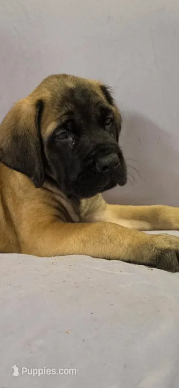 No collar female fawn – English Mastiff puppy for sale in Floral City, FL