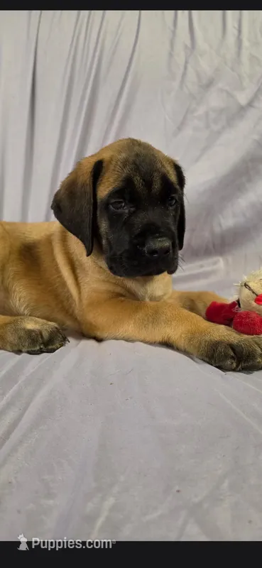 Yellow collar female light apricot – English Mastiff puppy for sale in Floral City, FL