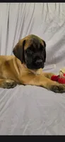 Yellow collar female light apricot, a female English Mastiff for sale in Floral City, FL – 1 of 6