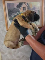 Yellow collar female apricot, a female English Mastiff for sale in Floral City, FL – 3 of 4