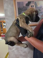 Light green female fawn, a female English Mastiff for sale in Floral City, FL – 4 of 4