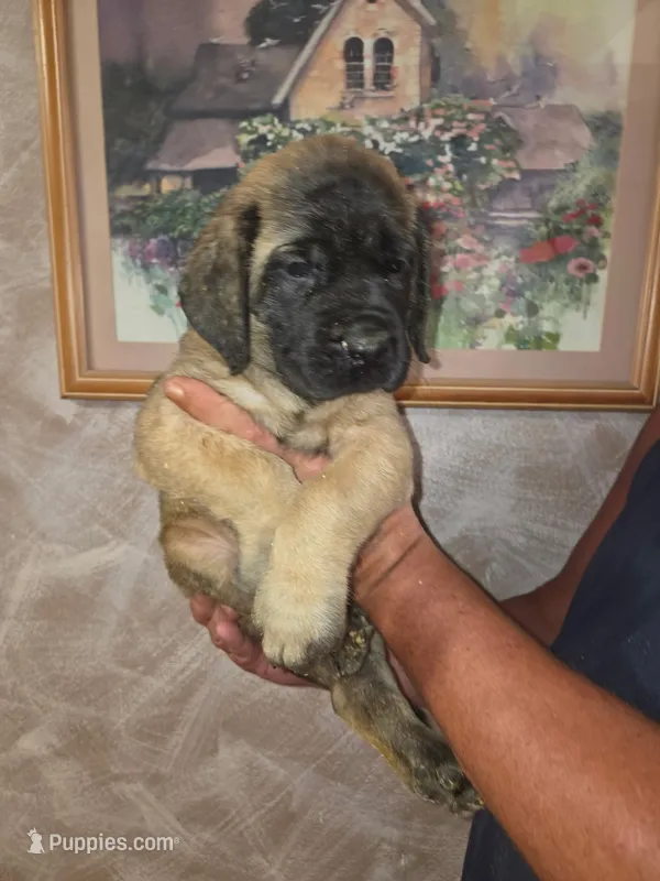 Pink collar female fawn – English Mastiff puppy for sale in Floral City, FL