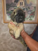 Pink collar female fawn, a female English Mastiff for sale in Floral City, FL – 1 of 4
