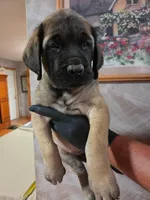 No collar female fawn, a female English Mastiff for sale in Floral City, FL – 4 of 4