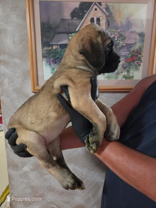 No collar female fawn – English Mastiff puppy for sale in Floral City, FL